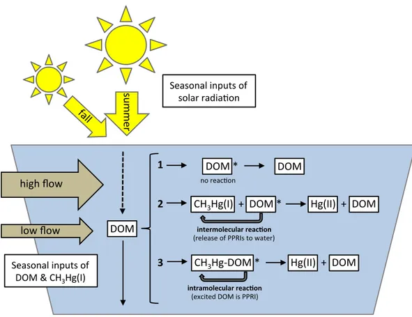 Figure 3.1 Conceptual diagram showing three possible outcomes between photoreactive  dissolved  organic  matter  (DOM)  absorbing  solar  radiation  and  methylmercury  (CH 3 Hg(I))  in  freshwater  lakes:  1)  no  reaction:  DOM  undergoes  photoreactions