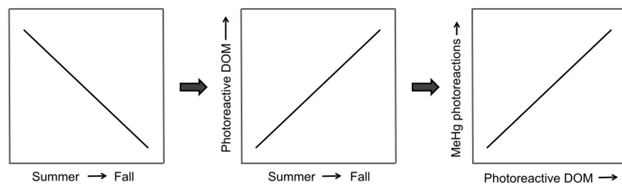 Figure 1.1 Initial predictions for Chapter 3 – photoreactive dissolved organic matter (DOM)  will  increase  over  sampling  seasons  (summer,  late-summer,  fall),  which  corresponds  with  photoreactive DOM likely influencing photoreactions involving me