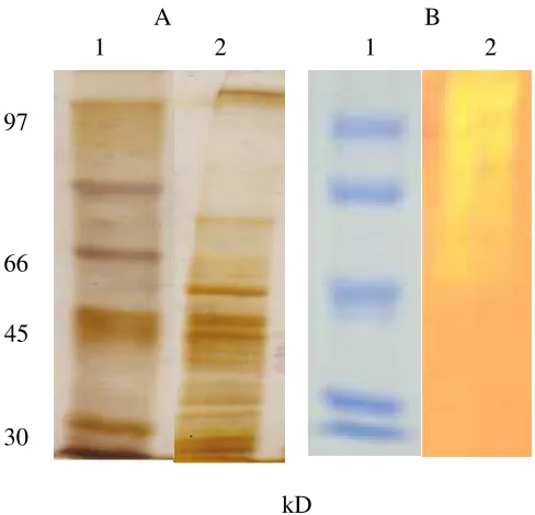 Fig. 5.SDS PAGE and zymogram chitosanase GB2.  8 % polyacrylamidegel as used for analysis
