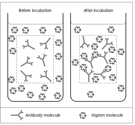 Fig. 3.2 Equilibrium dialysisshowing relative distribution of theantibody and hapten molecules attime zero and after the equilibrium is established