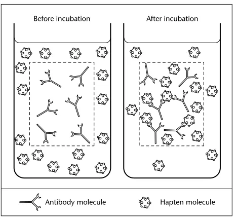 Fig. 3.2 Equilibrium dialysisshowing relative distribution of theantibody and hapten molecules attime zero and after the equilibrium is established