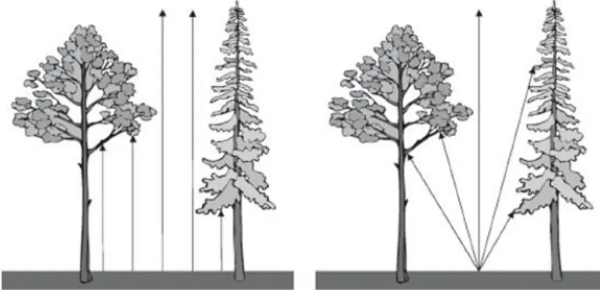 Gambar 1. Canopy Cover (a) dan Canopy Closure (b), (Jennings et al., 1999  dalam Korhonen et al., 2006) 