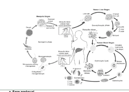 Gambar 1. Siklus Transmisi Malaria 