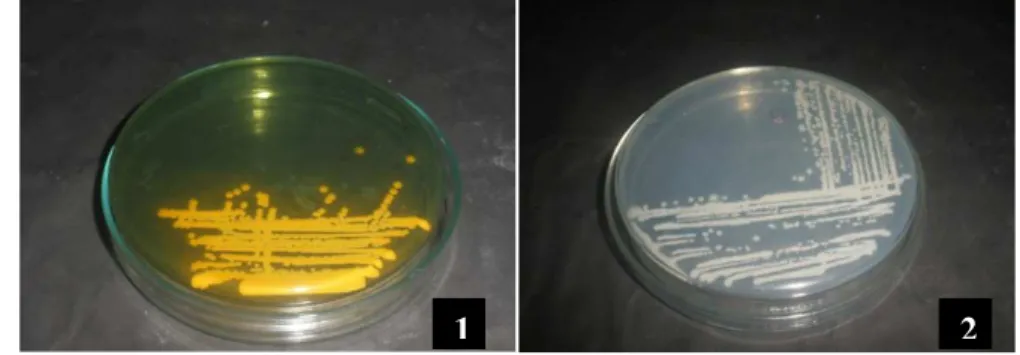 Gambar  4  Goresan bakteri yang berhasil ditumbuhkan pada media Agar; 1 = TCBS  (Thiosulphate  Citrate  Bile  Salt  Sucrose)  Agar,  2  =    SWC  (Sea  Water  Complete) Agar