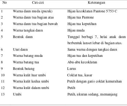 Tabel  2. Ciri-ciri  Daun, Batang dan Umbi Ubi Malaysia 