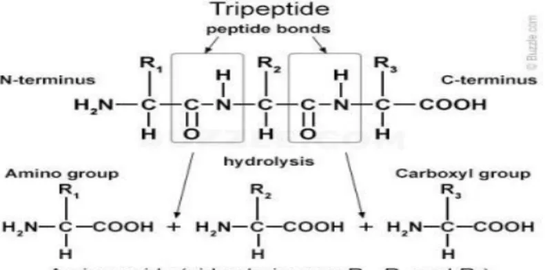Gambar 9. Hidrolisis Tripeptida 