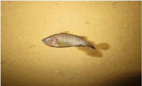Gambar 4.5 Foto kondisi ikan mati pada uji toksisitas dengan 