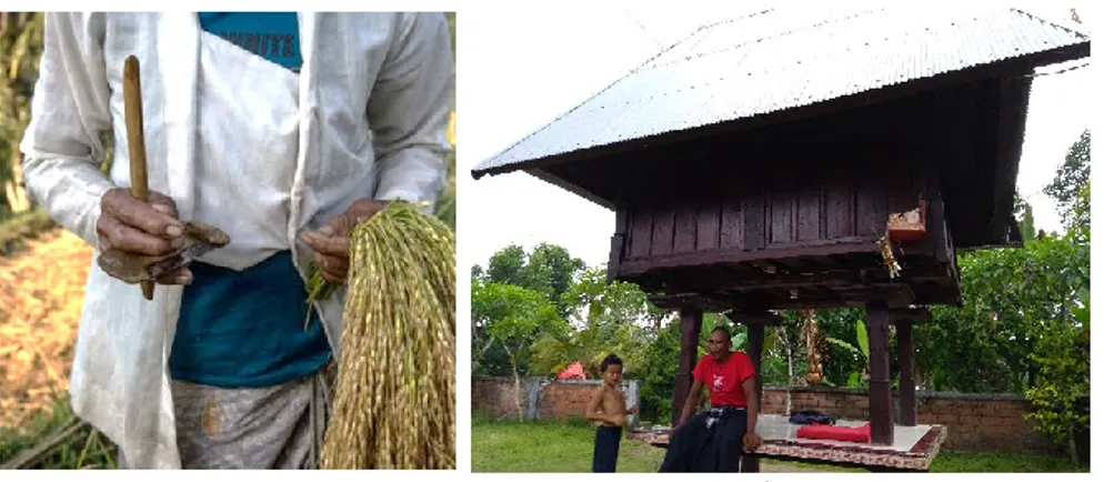 Gambar  6.  Peralatan  Panen  Tradisional  Subak  Perdesaan  berupa  Anggapan  atau  Ani-ani (a) dan Bangunan Lumbung Padi Jineng (b) 