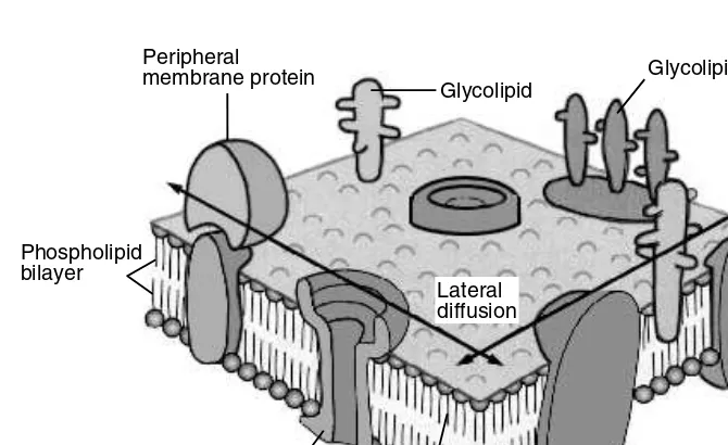 FIGURE 3.1 Biomembrane structure is inﬂuenced by a variety of nutrients.