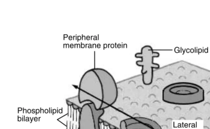 FIGURE 3.1 Biomembrane structure is inﬂuenced by a variety of nutrients.