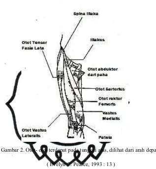 Gambar 2. Otot- otot terdapat pada tungkai atas, dilihat dari arah depan. 
