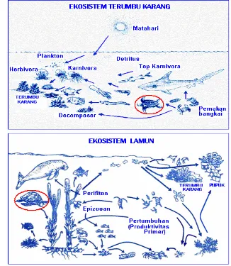 Gambar 7. Rantai makanan di ekosistem terumbu karang dan lamun (Sumber : Wetlands International Indonesia Programme, 1996) 