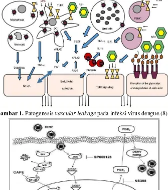 Gambar 1. Patogenesis vascular leakage pada infeksi virus dengue.(8)   