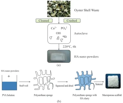 Fig. (3). Schematic of the basic process: (a) Hydrothermal conversion of oyster shells to ha nano-powders and (b) Polymer replication tech-nique, which is used to fabricate the macroporous scaffolds [61]