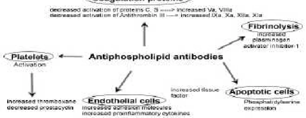Gambar 3. Patogenesis mekanisme antibodi antifosfolipid