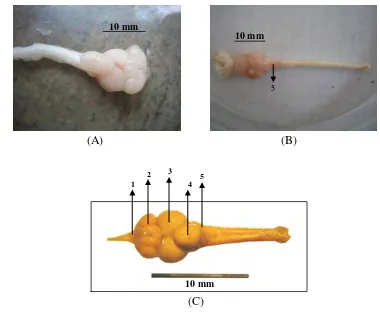 Gambar 23 Bentuk otak ikan kerapu dari arah dorsal 