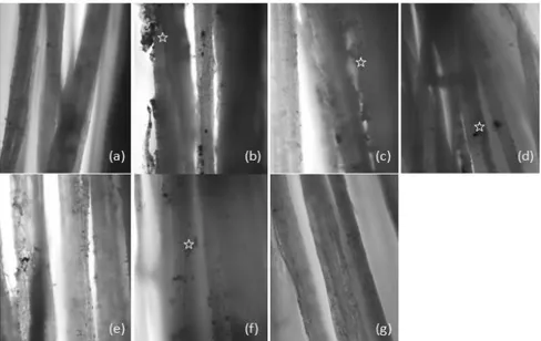 Gambar 3. Kenampakan mikroskopis serat kenaf hasil retting embun menggunakan (a)  Trametes versicolor