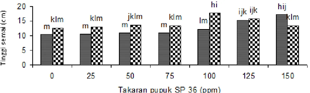 Gambar 1. Pengaruh takaran pupuk SP 36 dan inokulasi JMA terhadap tinggi semai jelutung pada umur 14 minggu setelah penyapihan