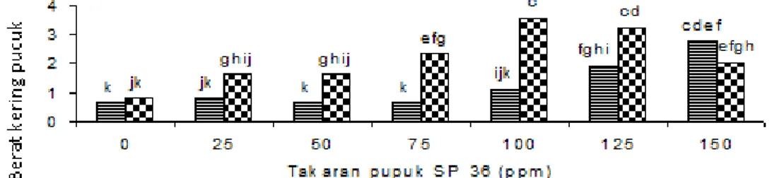 Gambar 4 tersebut menunjukkan bahwa pemberian pupuk SP 36 dapatKeterangan: Hurufyang sama pada histogram tidak berbeda nyata berdasarkanuji jarak
