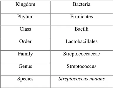 Tabel 2.2 Klasifikasi Ilmiah Streptococcus mutans (Zelnicek, 2014)