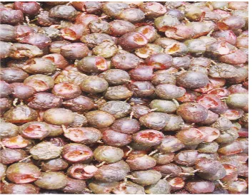 Gambar 2. Kulit buah markisa sebagai limbah prngolahan buah markisa 