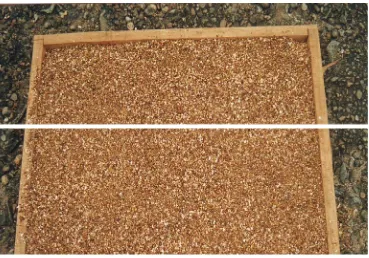 Gambar 4. Tepung kulit buah markisa hasil pengeringan dan pengilingan 