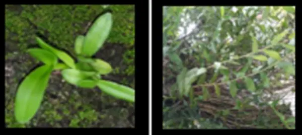 Gambar 3. Tumbuhan berbiji yang epifit. a. Acriopsis liliifolia, b.  Dendrobium crumenatum  