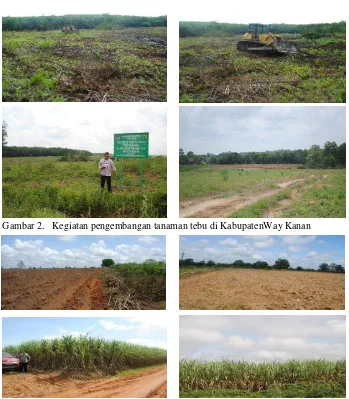 Gambar 2.   Kegiatan pengembangan tanaman tebu di KabupatenWay Kanan 