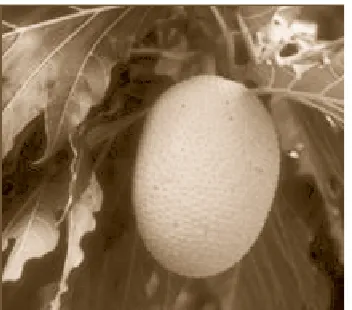 Gambar 1.3 Buah sukun (breadfruit)