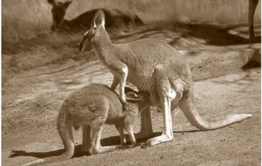 Gambar 1.4 Kanguru hewan mamalia yang memiliki kantung tempat menyimpan bayinya(Sumber: Encarta )