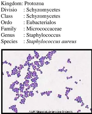 Gambar 2.Morfologi Staphylococcus aureus (Jawetz et al., 1995).