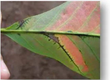 Gambar 2. Gejala serangan C. cassiicola pada daun karet 
