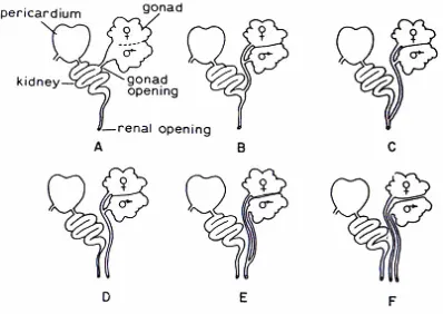 Gambar 4. Skema sistem reproduksi hermaphrodite pada bivalvia; A= Gonoduct (saluran gamet) yang kurang tampak  terletak pada bagian dorsal dari ginjal/usus ( gonoduct mungkin saja tidak ada), seperti pada Pecten; B= sex jantan dan betina memiliki saluran g