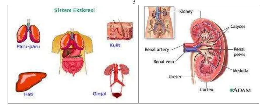 Gambar  organ sistem ekskresi pada manusia  