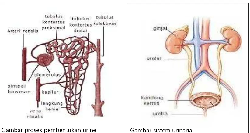 Gambar proses pembentukan urine 