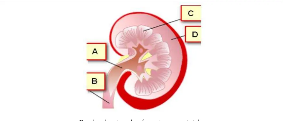 Gambar bagian dan fungsi organ ginjal 