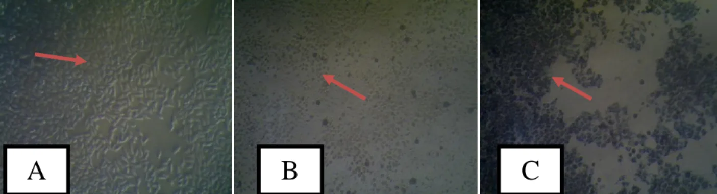 Gambar  1.  Morfologi  sel  kanker  T47D.  Sebelum  diberi  perlakuan/sel  hidup  (A),  sesudah  diberi  perlakuan  ekstrak  etanol  akar  jarak  pagar  dengan  konsentrasi  800  µg/ml  /sel  mati  (B),  dan  kristal  formazan yang terbentuk setelah penamb