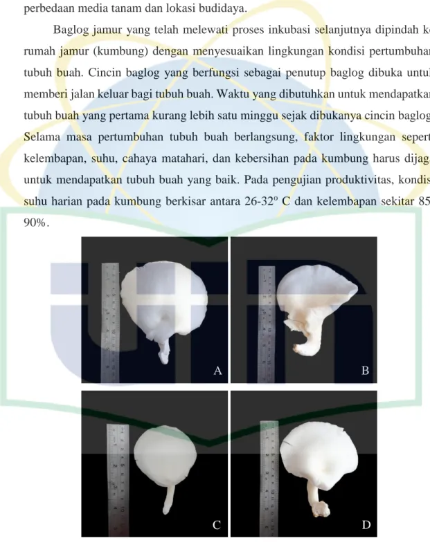 Gambar  4.  Tubuh  buah  jamur  A.  Strain  F10;  B.  Strain  F77;  C.  Strain  F104;  D