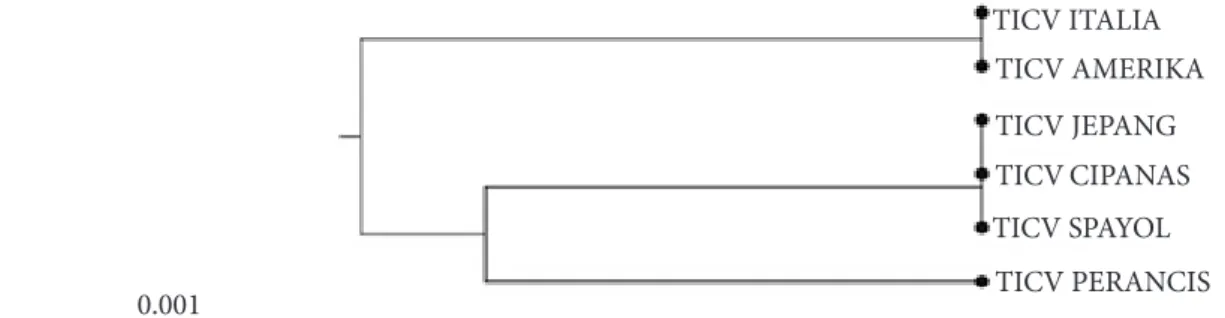 Gambar 3  Penyejajaran asam amino TICV isolat asal Cipanas dengan isolat asal Jepang,  Spanyol, Amerika, Italia, dan Perancis menggunakan program CLC Seq Viewer V.7.0.2.