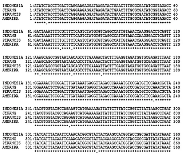 Gambar 5  Perbandingan sikuen nukleotida sebagian dari gen protein selubung ToCV asal  Cipanas-Indonesia, Jepang, Perancis, dan Amerika menggunakan program BioEdit V.7.0.5