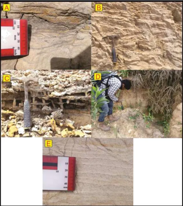 Gambar 4. A. Singkapan batupasir Kampungbaru dengan struktur sedimen wavy lamination; B