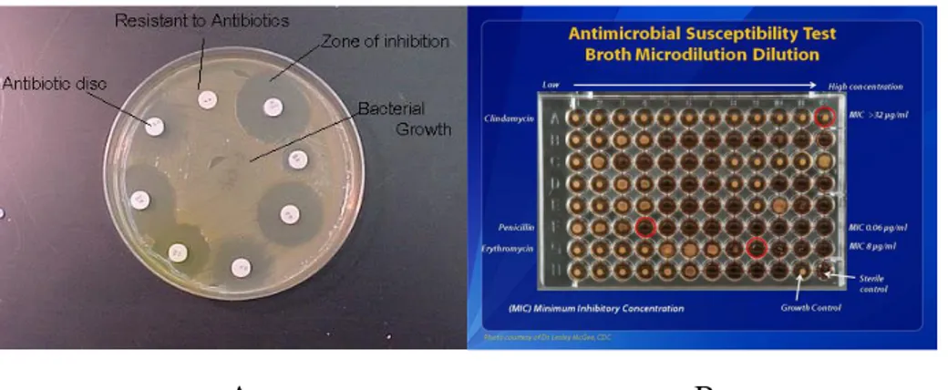 Gambar 3. Uji sensitivitas antibiotik metode difusi (A), Uji sensitivitas  antibiotik metode dilusi (B) 