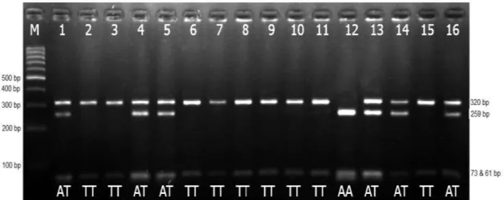 Gambar 1 Hasil PCR-RFLP bagian promotor gen MSTN menggunakan enzim restriksi DraI pada gel agarose 2%