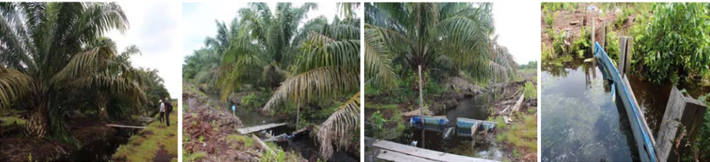 Tabel  5  dan  6  memperlihatkan  bahwa  total  produksi  tertinggi  dan  emisi  GRK  terendah  dalam  budidaya  kelapa  sawit  di  lahan  gambut  terdegradasi  dihasilkan  dari  tanaman  yang  diameliorasi  dengan  Tankos,  meskipun  pendapatan  yang  dih