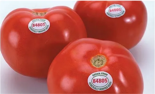 Gambar 1.2 Tomat Flavr savr. Sumber: California Agriculture.