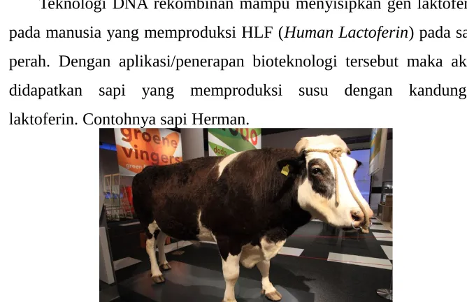 Gambar 1.6 Domba dengan Pemberian BST.