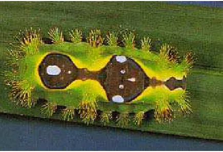 Gambar 4. Larva S. asigna 