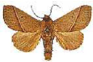 Gambar. Imago S. asigna 