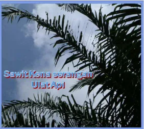 Gambar. Gejala Serangan Ulat Api 