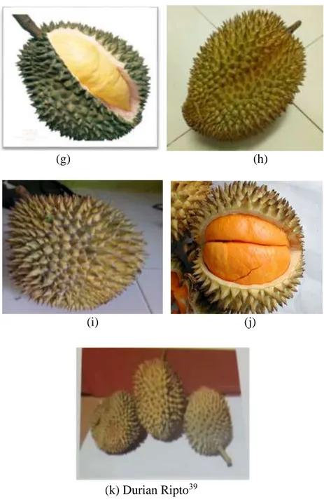 Gambar 2.1 Beberapa jenis durian yang  terdata di Dinas Pertanian 